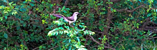 Northern Mockingbird -- Click to see enlargement