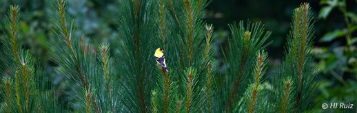 American Goldfinch - Panoramic - Click to enlarge
