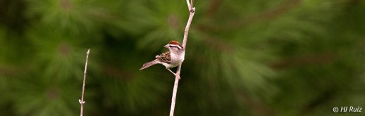 Chipping Sparrow - Panoramic - Click to enlarge