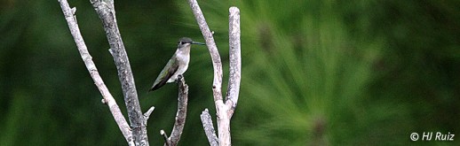 Ruby-throated Hummingbird -- Click on image to enlarge