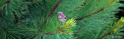 Juvenile Eastern Towhee -- Click on image to see enlargement