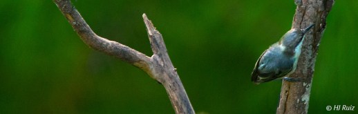 Brown-headed Nuthatch -- Click on image to see enlargement