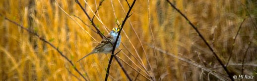 -- White-throated Sparrow --- Click on image to see enlargement --
