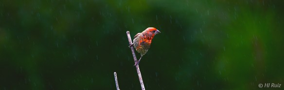 Male House Finch under rain -- Click on image to see enlargement -