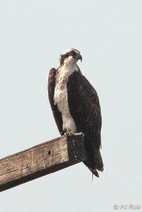 Osprey