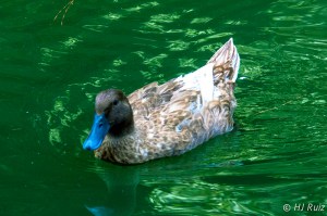 Ruddy Duck