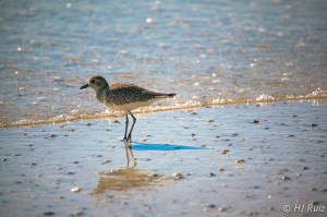 American Golden Plover