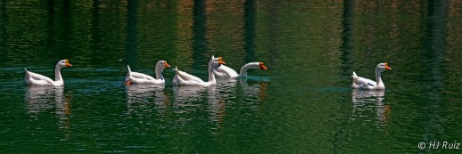 Domestic Geese  - Click on image to see enlargement