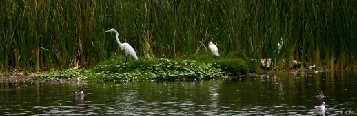 Great Egret --- Click on image to see enlargement --