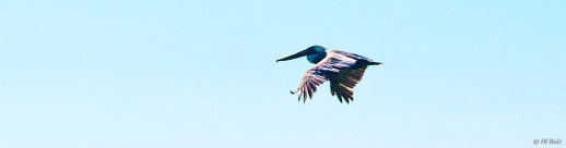 -- Brown Pelican -- Click on image to see enlargement --