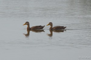 Mottled Duck