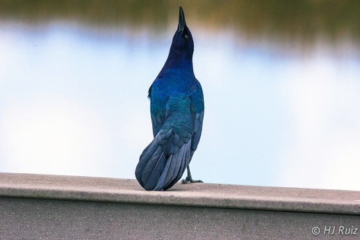 Boat-tailed Grackle (M)