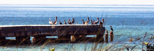 Pelicans and Cormorants  -- Click image to see enlargement  -