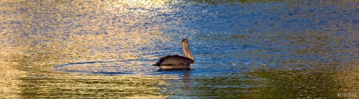 Brown Pelican --- Click on image to see enlargement --