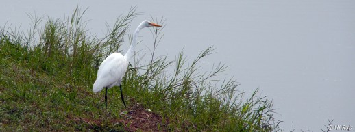 --- Great Egret --- Click on image to see enlargement --
