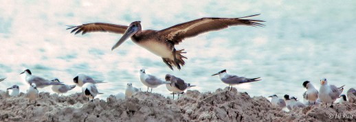 Brown Pelican and Terns ---- Click on image to see enlargement -