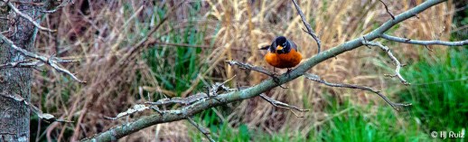 --- American Robin --- Click on image to see enlargement ---