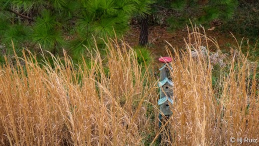 This is a sample shot made with my new camera in my backyard.