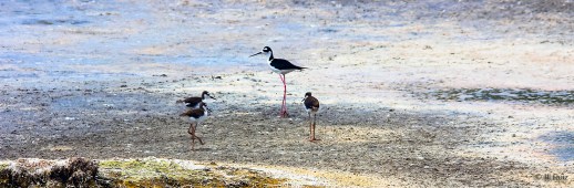  --- Black-necked Stilts ---  Click on image to see enlargement ---