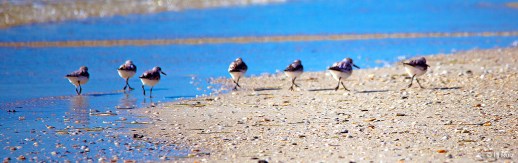 --- Sanderlings --- Click on image to see enlargement ---