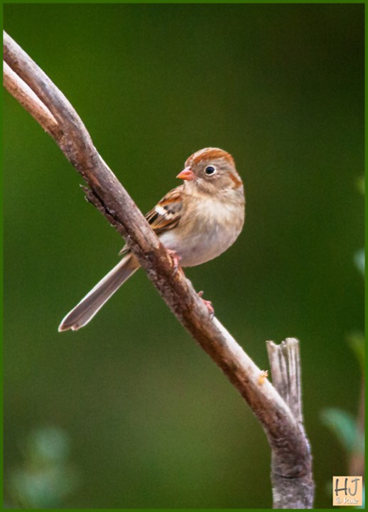 --- Field Sparrow ---