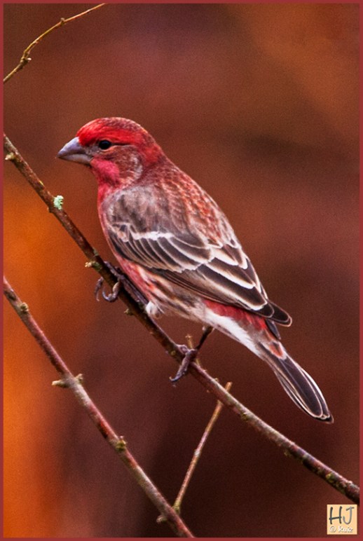 --- House Finch (M) ---