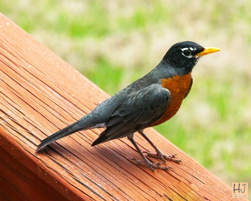 American Robin