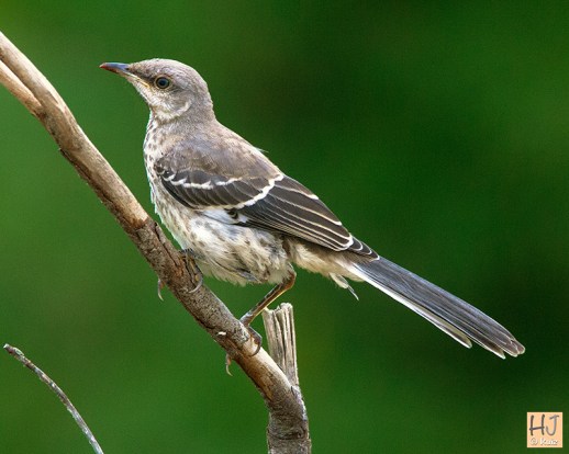 Northern Mockingbird