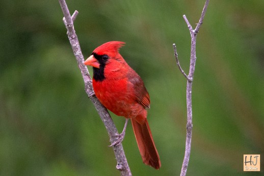 Northern Cardinal