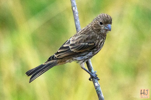 House Finch (F)