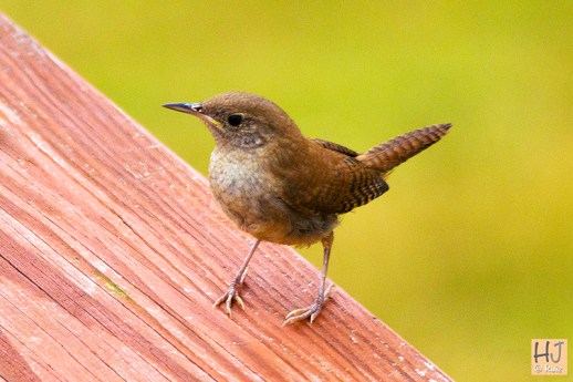 House Wren