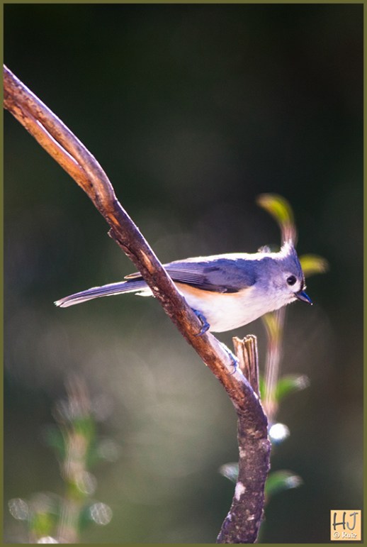 --- Tufted Titmouse ---