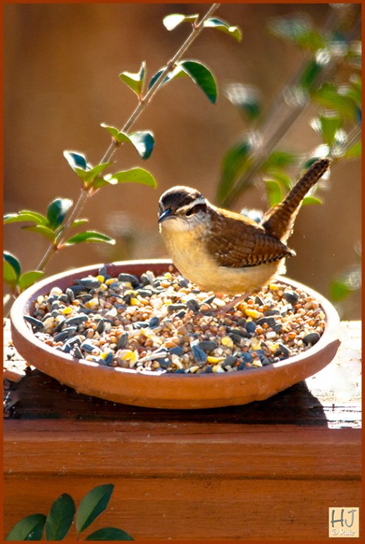 --- Carolina Wren ---