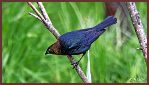 Brown-headed Cowbird