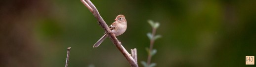--- Field Sparrow --- Click on image to see enlargement ----