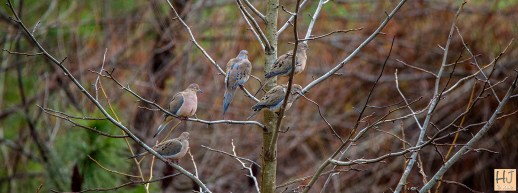--- Mourning Doves --- Click on image to see enlargement ---