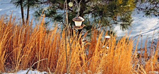 ---Snow Day in Nortwest Georgia --- Click on image to see enlargement ---