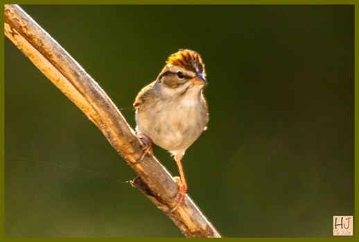 Chipping Sparrow