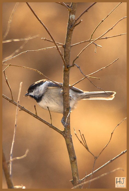 Carolina Chickadee