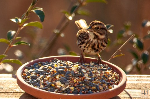 Song Sparrow