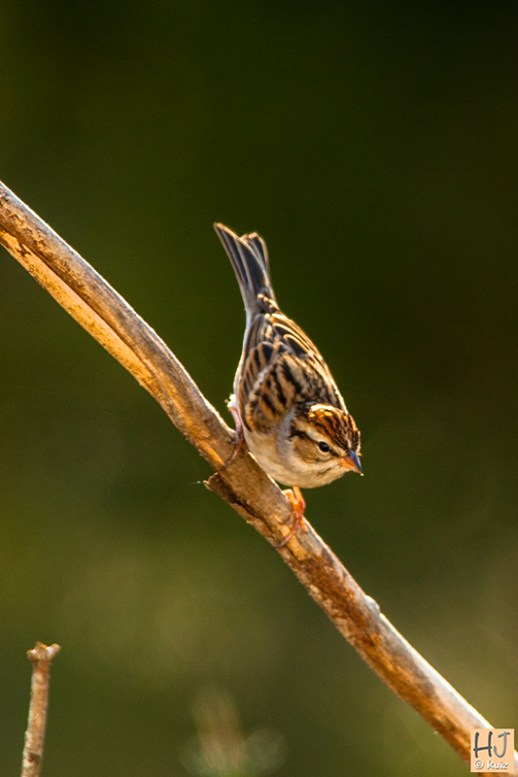 Chipping Sparrow