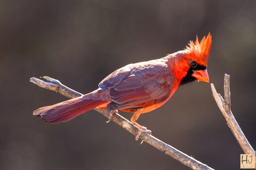 Northern Cardinal (M)