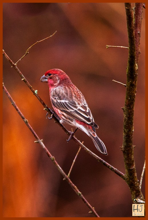House Finch (M)
