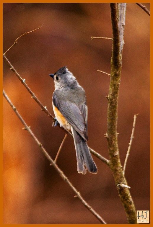 Tufted Titmouse