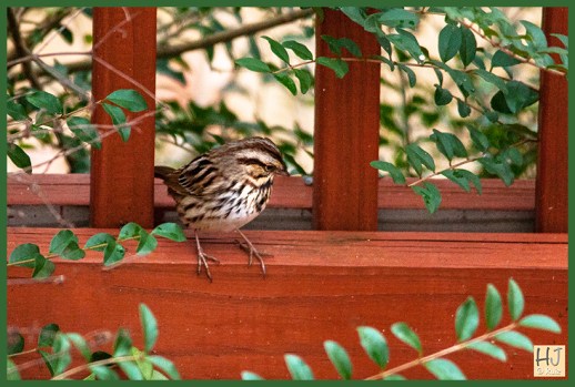 Song Sparrow