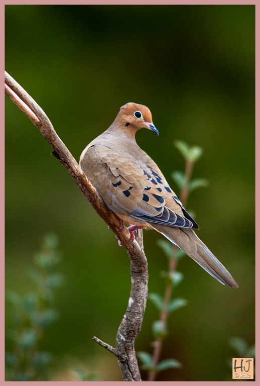 Mourning Dove