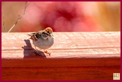 --- Chipping Sparrow ---