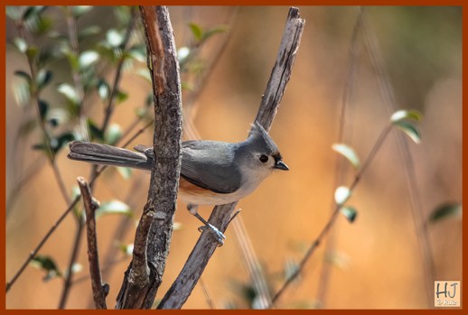 --- Tufted Titmouse ---