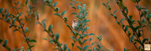 --- Field Sparrow --- Click on image to see enlargement ---