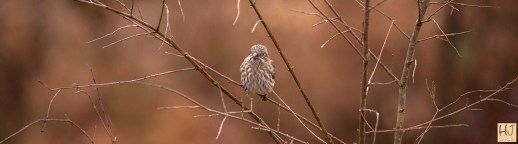 ---House Finch--- Click on image to see enlargement ---